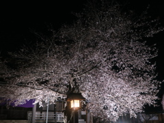 夜桜