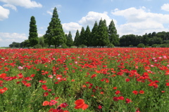 ポピーの園