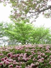 散りゆくボタン桜