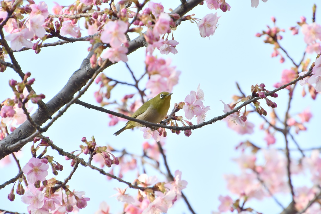 河津桜にメジロ