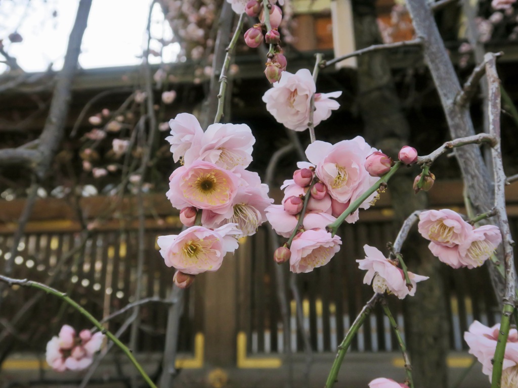 梅花