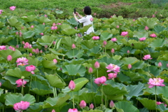 蓮池