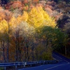 紅葉の道