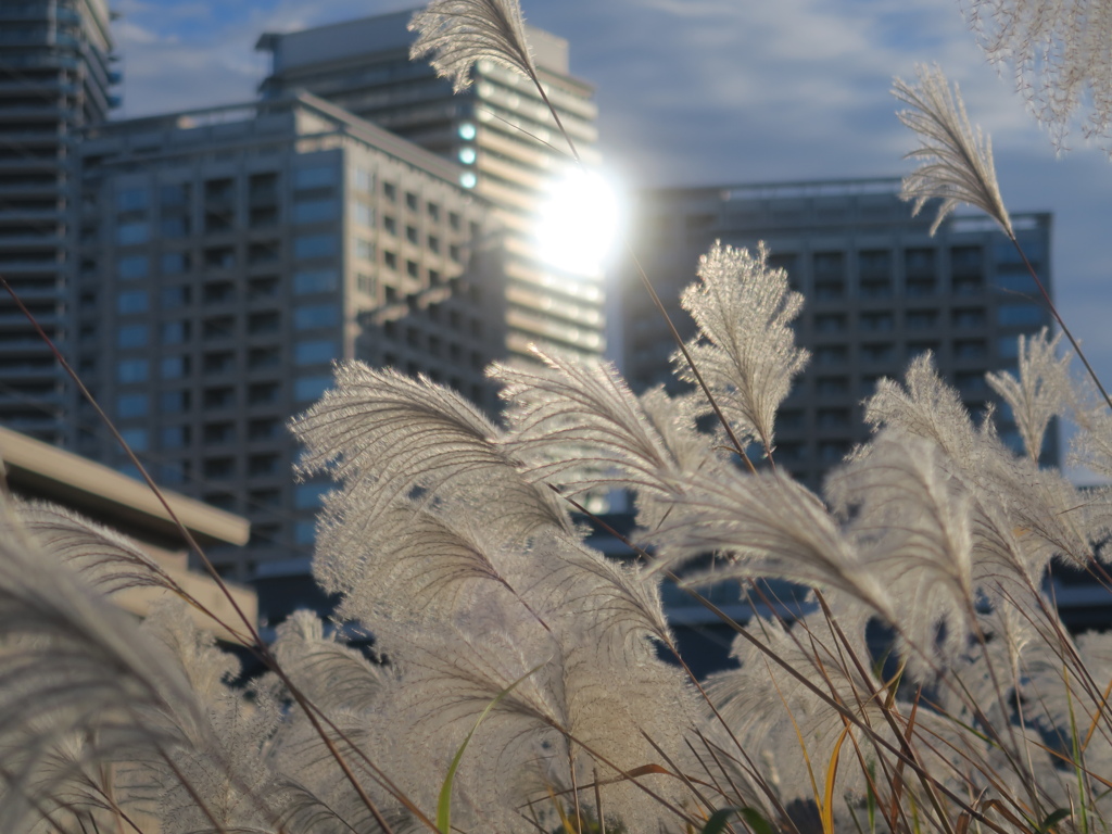 ビル街のススキ