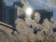 ビル街のススキ
