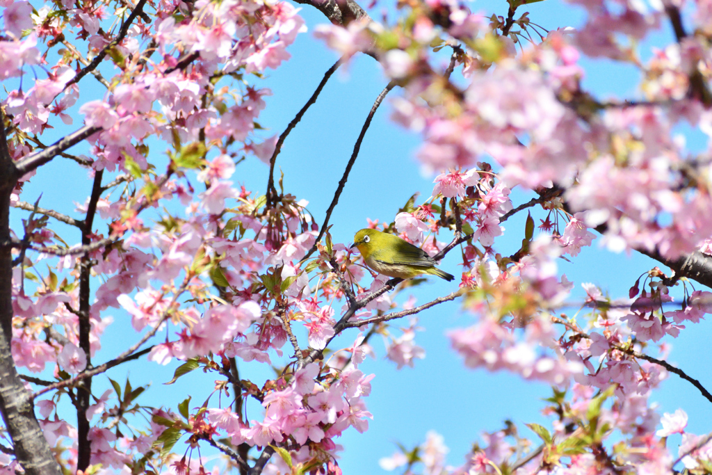 河津桜とメジロ