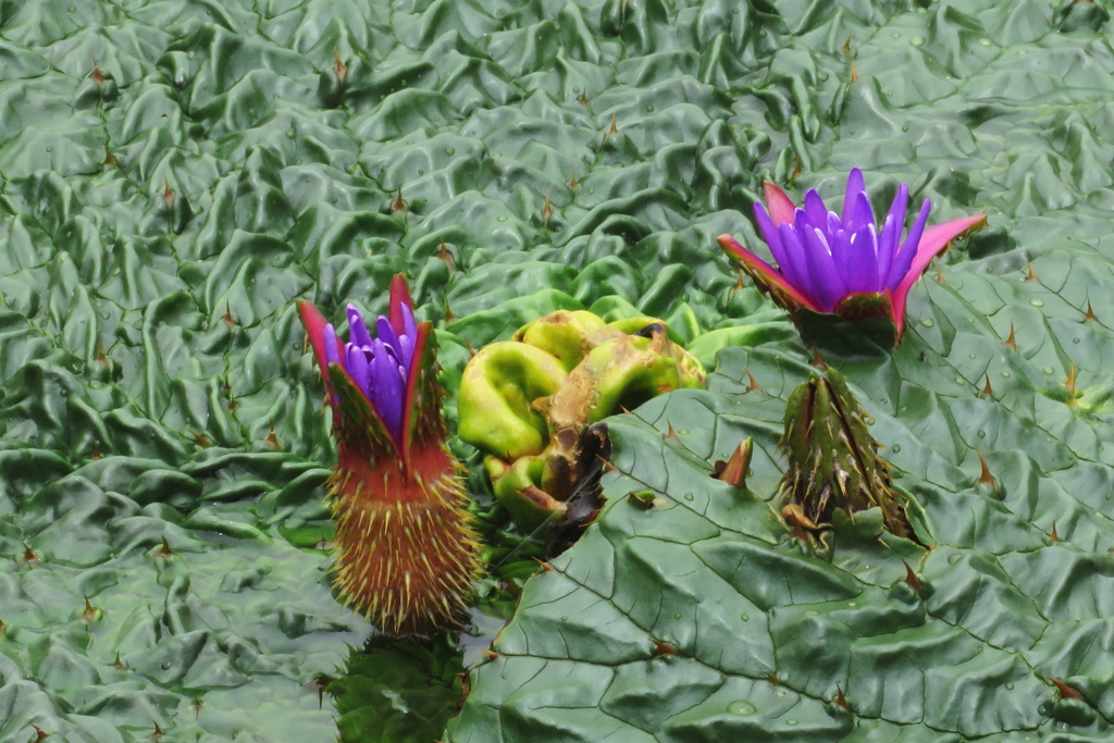 オニバスの開花