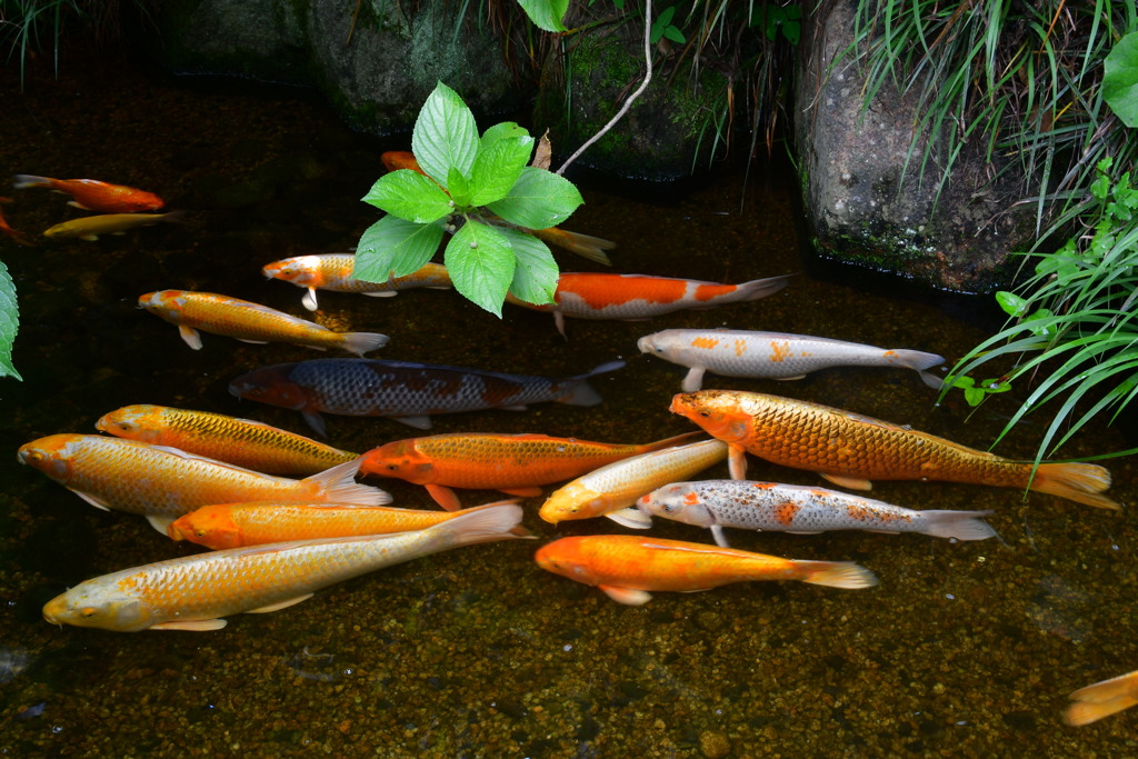 鯉