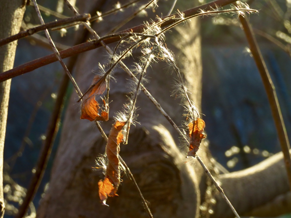 産毛が生える木