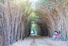 自転車　トンネル
