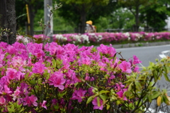 街路の花