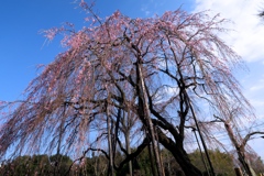 しだれ桜