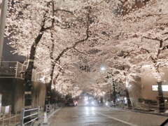都内の夜桜