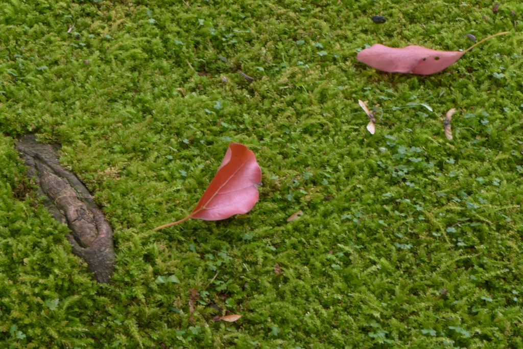 落ち葉