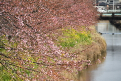 河津桜