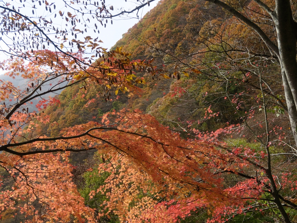 川治温泉高原