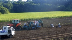 北海道　ジャガイモの収穫