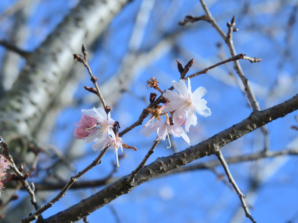 寒桜