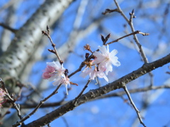 寒桜
