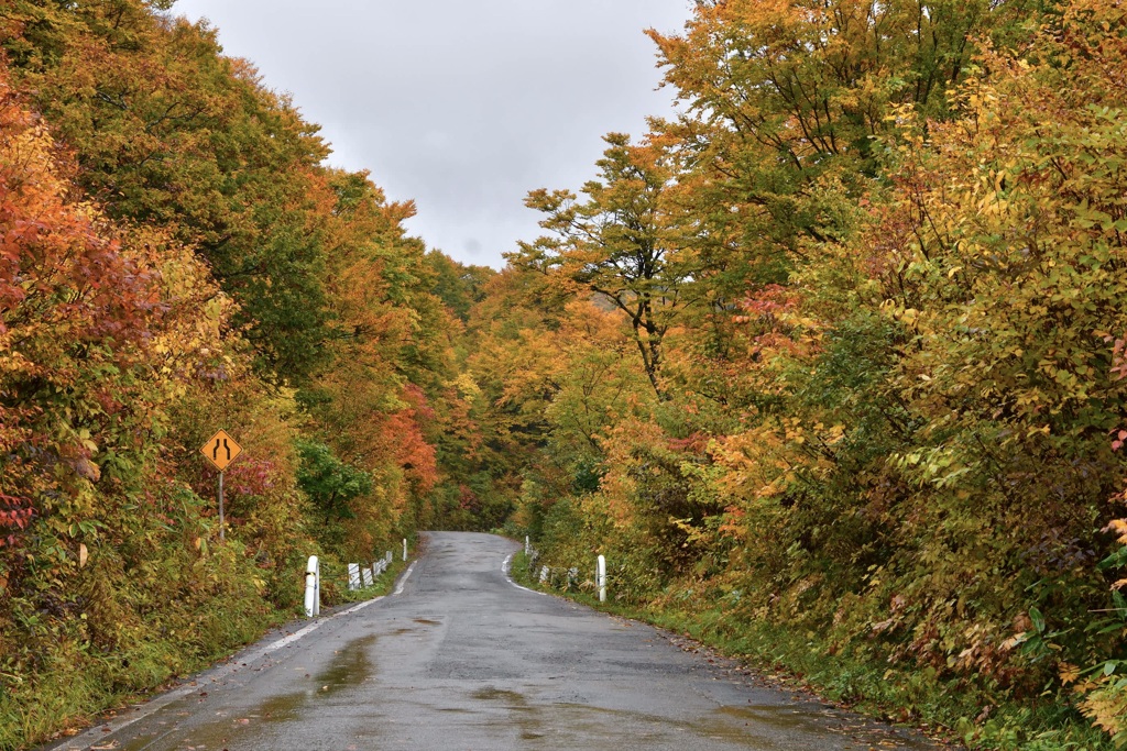 熊が出そうな紅葉の路