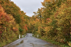 熊が出そうな紅葉の路