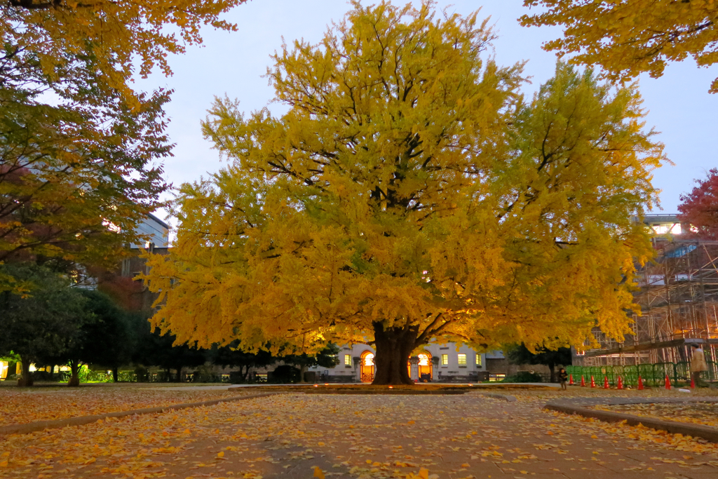東京大学の銀杏