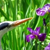 菖蒲園にアオサギ