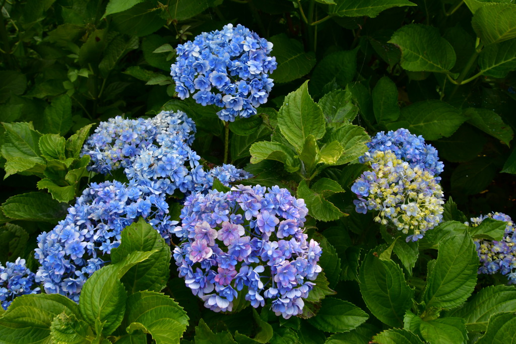 紫陽花