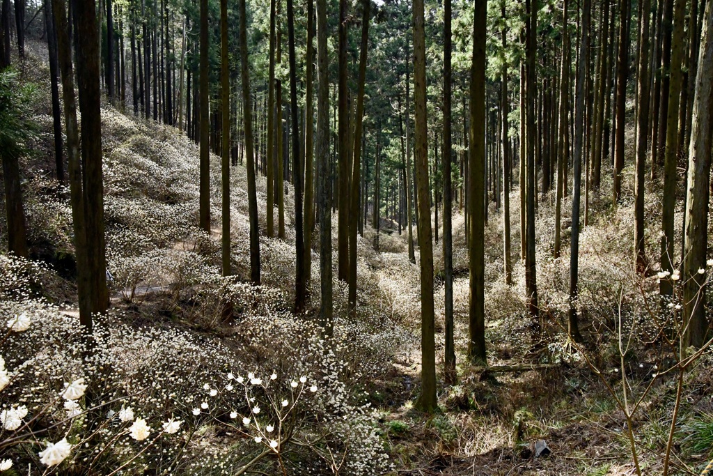 ミツマタ群生地