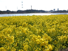 菜の花が咲いています