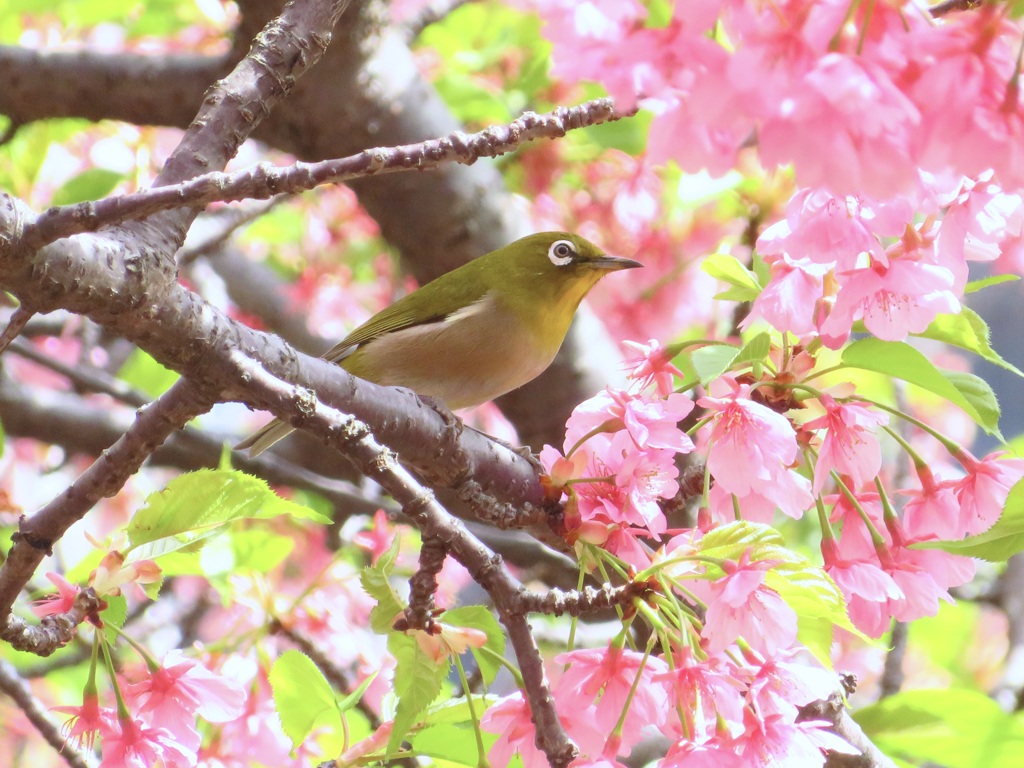 河津桜とメジロ