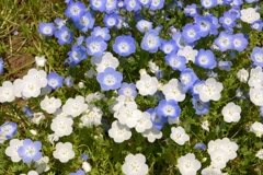 珍しい白いネモフィラ