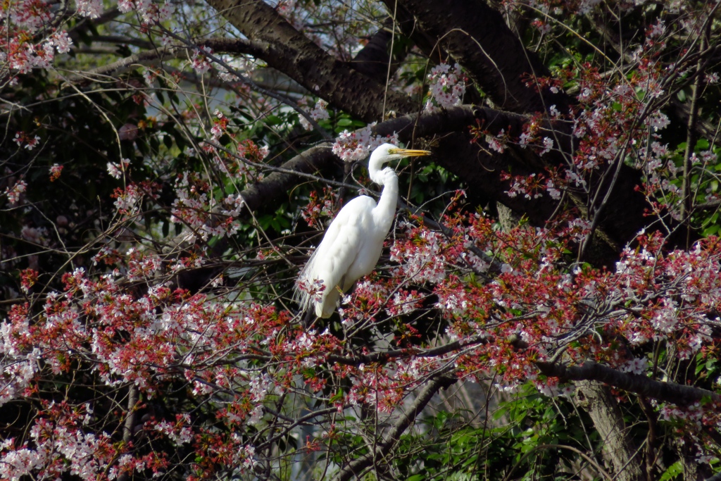 桜とダイサギ