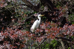 桜とダイサギ