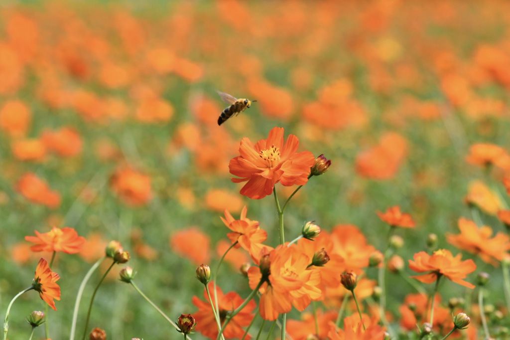 黄花コスモスと蜂