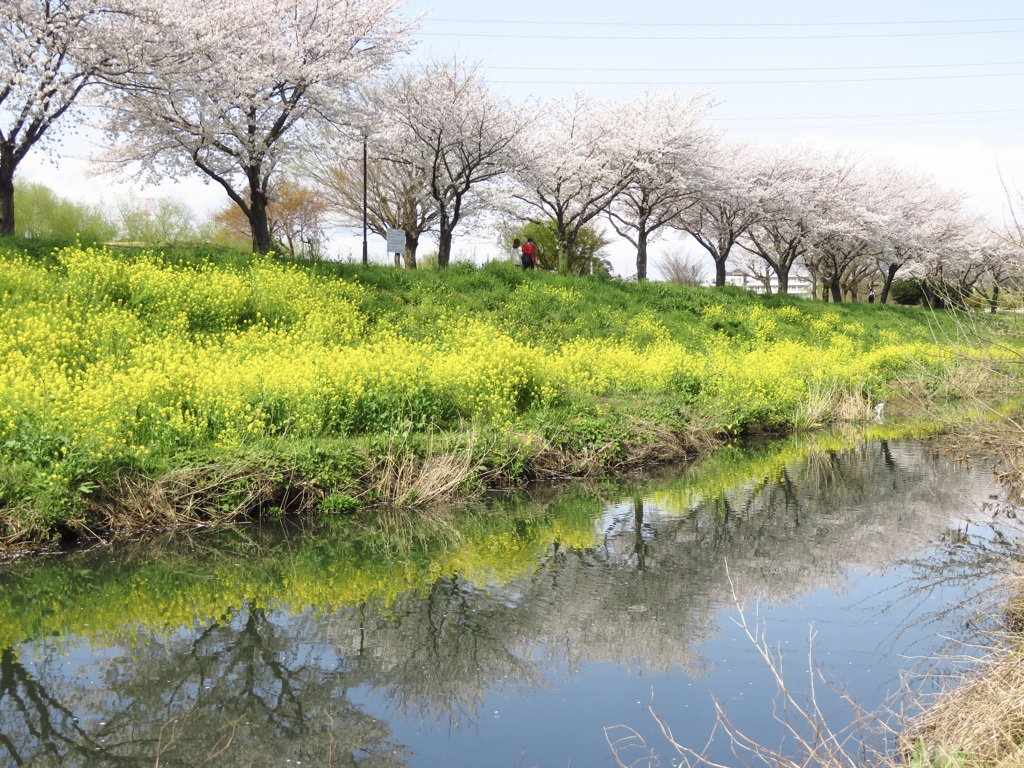 菜の花が咲く桜並木