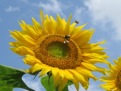 盛夏　２