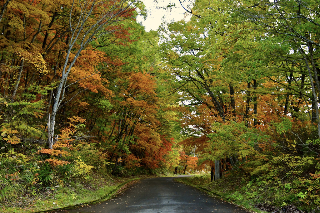 紅葉の道路