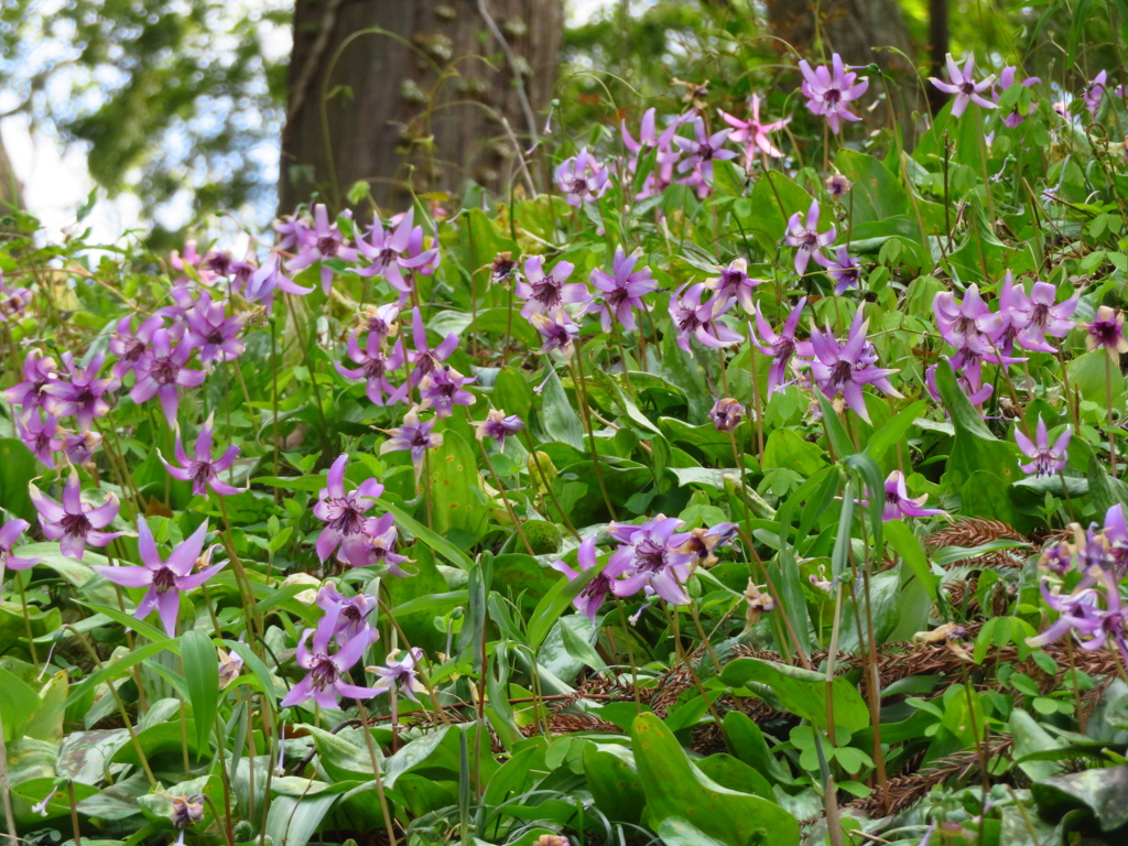 市内のカタクリ群生地