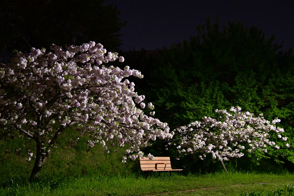 夜桜