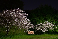 夜桜