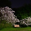 夜桜