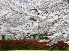 桜とベニカナメ