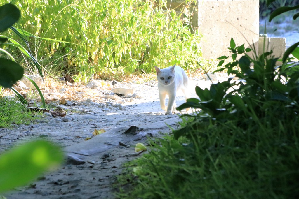 岩合さんになりたいニャ in 石垣島