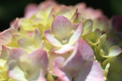 晴天の紫陽花