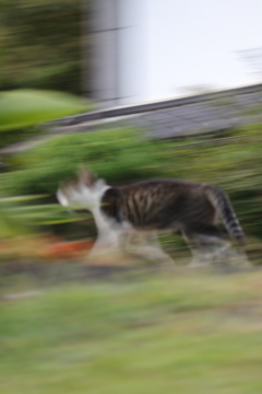 流し撮りのつもりで全部流れちゃった！　超速い寛平ちゃん