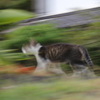 流し撮りのつもりで全部流れちゃった！　超速い寛平ちゃん