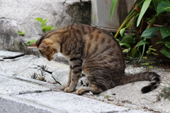 何がいるのかニャ？