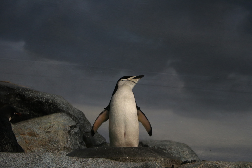 孤高のペンギン