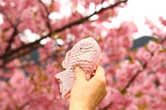 桜たい焼きとさくら